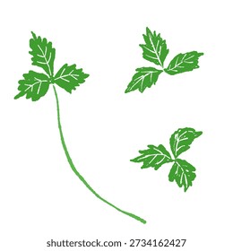 Fresh Mitsuba Stems and Leaves Vector