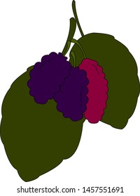 Moro fresco, ilustración, vector sobre fondo blanco.