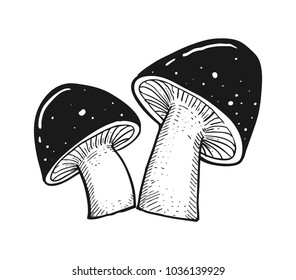 Fresh mushroom sketch