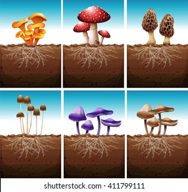 Fresh mushrooms growing in the ground illustration