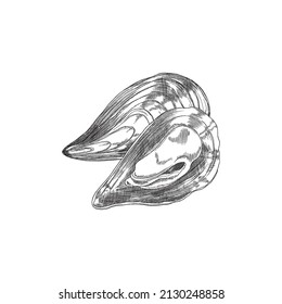 Fresh mussel bivalve sea mollusk and delicious seafood, hand drawn sketch vector illustration isolated on white background. Image for fish restaurant and seafood market.