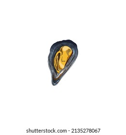 Fresh mussel sea mollusk delicious seafood in open half of shell, hand drawn sketch vector illustration isolated on white background. Mussel clam for seafood packs.