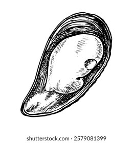 Fresh mussels. A hand-drawn vector graphic illustration. Black and white image of seafood. Separate from the background. Perfect for menus, recipe books, packages, labels, invitations, and more.