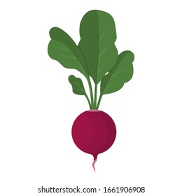 Fresh natural organic  radish on a white background. A healthy  vegetable product.  Radish icon. Can be used as emblem, logo, web print, sticker. Vector illustration.
