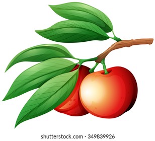 Fresh nectarine on the branch illustration