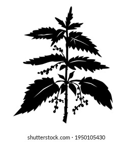 Fresh nettle herb silhouette isolated on white background. Hand drawn vector illustration. Design for herbal medicine and aromatherapy card, book  