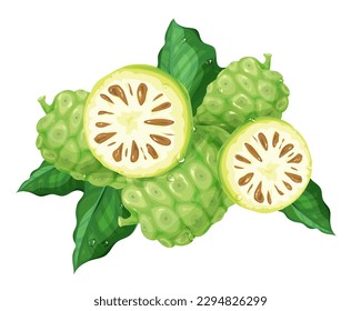 Fresh Noni fruits and leaves with water droplets made from realistic vector illustration images.	