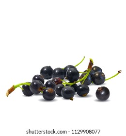 Fresh, nutritious and tasty black currant. Symbols of berries. Elements for label design. Vector illustration. Berries ingredients in triangulation technique. Black currant low poly.