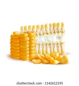 Fresh, nutritious, tasty corn. Elements for label design. Vector illustration. Ingredients in triangulation technique. Corn low poly.