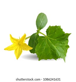 Fresh, nutritious, tasty cucumber flower. Vector illustration. Vegetables ingredients in triangulation technique. Cucumber flowerlow poly.