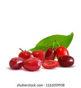 Fresh, nutritious and tasty dogwood. Symbols of berries. Elements for label design. Vector illustration. Berries ingredients in triangulation technique. Dogwood low poly.
