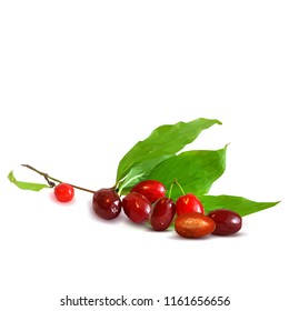 Fresh, nutritious and tasty dogwood. Symbols of berries. Elements for label design. Vector illustration. Berries ingredients in triangulation technique. Dogwood low poly.