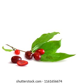 Fresh, nutritious and tasty dogwood. Symbols of berries. Elements for label design. Vector illustration. Berries ingredients in triangulation technique. Dogwood low poly.