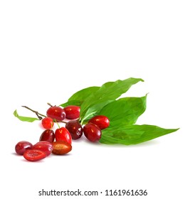 Fresh, nutritious and tasty dogwood. Symbols of berries. Elements for label design. Vector illustration. Berries ingredients in triangulation technique. Dogwood low poly.
