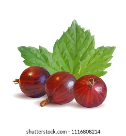 Fresh, nutritious and tasty gooseberry. Symbols of berries. Elements for label design. Vector illustration. Berries ingredients in triangulation technique. Gooseberries low poly.