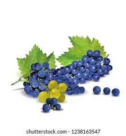 Fresh, nutritious, tasty grapes. Delicious and healthy dessert. Elements for label design. Vector illustration. Fruits ingredients in triangulation technique. Grapes low poly. 