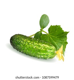 Fresh, nutritious, tasty green cucumber. Vector illustration. Vegetables ingredients in triangulation technique. Cucumber low poly.
