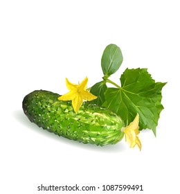 Fresh, nutritious, tasty green cucumber. Vector illustration. Vegetables ingredients in triangulation technique. Cucumber low poly.