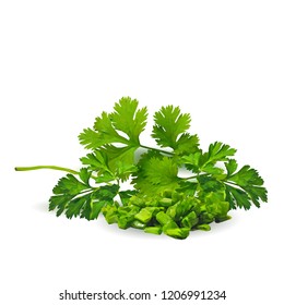 Fresh, nutritious, tasty green plant. Delicious seasoning. Spices. Vector illustration. Vegetables ingredients in triangulation technique. Green plant low poly.