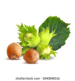 Fresh, nutritious, tasty hazelnut. Symbols of nuts. Elements for label design. Vector illustration. Nuts ingredients in triangulation technique. Hazelnut low poly.