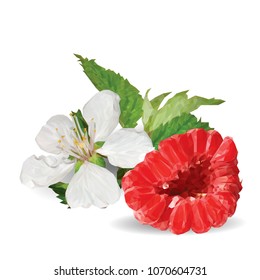 Fresh, nutritious and tasty raspberries. Bloom of raspberries. Symbols of berries. Elements for label design. Vector illustration. Berries ingredients in triangulation technique. Raspberries low poly.