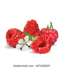 Fresh, nutritious and tasty raspberries. Bloom of raspberries. Symbols of berries. Elements for label design. Vector illustration. Berries ingredients in triangulation technique. Raspberries low poly.