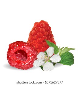 Fresh, nutritious and tasty raspberries. Bloom of raspberries. Symbols of berries. Elements for label design. Vector illustration. Berries ingredients in triangulation technique. Raspberries low poly.