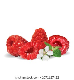 Fresh, nutritious and tasty raspberries. Bloom of raspberries. Symbols of berries. Elements for label design. Vector illustration. Berries ingredients in triangulation technique. Raspberries low poly.
