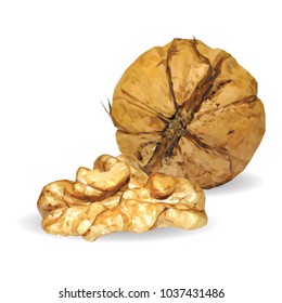 Fresh, nutritious, tasty walnut. Nuts ingredients in triangulation technique. Vector illustration. Nuts ingredients in triangulation technique. Walnut low poly.