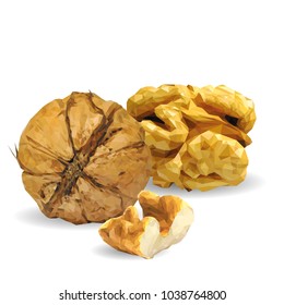 Fresh, nutritious, tasty walnut. Nuts ingredients in triangulation technique. Vector illustration. Nuts ingredients in triangulation technique. Walnut low poly.
