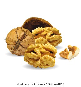 Fresh, nutritious, tasty walnut. Nuts ingredients in triangulation technique. Vector illustration. Nuts ingredients in triangulation technique. Walnut low poly.