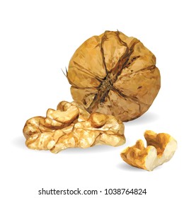 Fresh, nutritious, tasty walnut. Nuts ingredients in triangulation technique. Vector illustration. Nuts ingredients in triangulation technique. Walnut low poly.