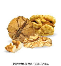 Fresh, nutritious, tasty walnut. Nuts ingredients in triangulation technique. Vector illustration. Nuts ingredients in triangulation technique. Walnut low poly.