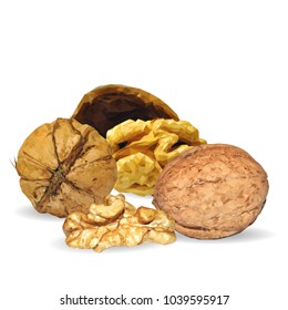 Fresh, nutritious, tasty walnut. Nuts ingredients in triangulation technique. Vector illustration. Nuts ingredients in triangulation technique. Walnut low poly.