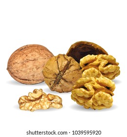 Fresh, nutritious, tasty walnut. Nuts ingredients in triangulation technique. Vector illustration. Nuts ingredients in triangulation technique. Walnut low poly.