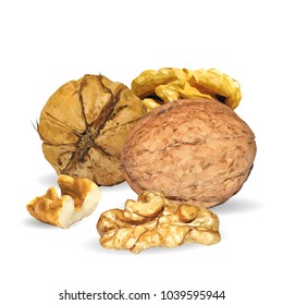 Fresh, nutritious, tasty walnut. Nuts ingredients in triangulation technique. Vector illustration. Nuts ingredients in triangulation technique. Walnut low poly.