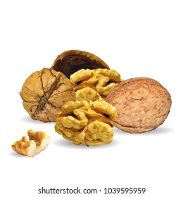 Fresh, nutritious, tasty walnut. Nuts ingredients in triangulation technique. Vector illustration. Nuts ingredients in triangulation technique. Walnut low poly.