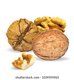 Fresh, nutritious, tasty walnut. Nuts ingredients in triangulation technique. Vector illustration. Nuts ingredients in triangulation technique. Walnut low poly.