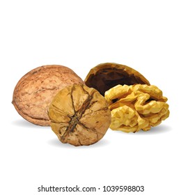 Fresh, nutritious, tasty walnut. Nuts ingredients in triangulation technique. Vector illustration. Nuts ingredients in triangulation technique. Walnut low poly.