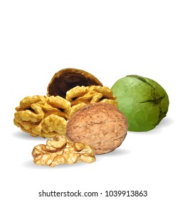 Fresh, nutritious, tasty walnut. Nuts ingredients in triangulation technique. Vector illustration. Nuts ingredients in triangulation technique. Walnut low poly.