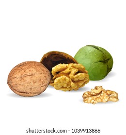 Fresh, nutritious, tasty walnut. Nuts ingredients in triangulation technique. Vector illustration. Nuts ingredients in triangulation technique. Walnut low poly.