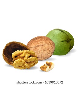 Fresh, nutritious, tasty walnut. Nuts ingredients in triangulation technique. Vector illustration. Nuts ingredients in triangulation technique. Walnut low poly.