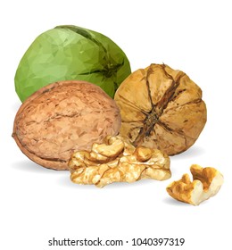 Fresh, nutritious, tasty walnut. Nuts ingredients in triangulation technique. Vector illustration. Nuts ingredients in triangulation technique. Walnut low poly.