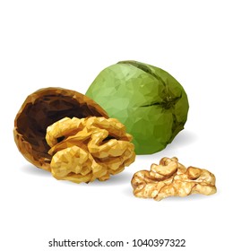 Fresh, nutritious, tasty walnut. Nuts ingredients in triangulation technique. Vector illustration. Nuts ingredients in triangulation technique. Walnut low poly.