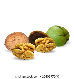 Fresh, nutritious, tasty walnut. Nuts ingredients in triangulation technique. Vector illustration. Nuts ingredients in triangulation technique. Walnut low poly.