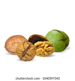 Fresh, nutritious, tasty walnut. Nuts ingredients in triangulation technique. Vector illustration. Nuts ingredients in triangulation technique. Walnut low poly.