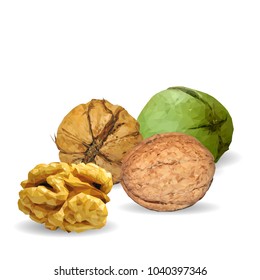 Fresh, nutritious, tasty walnut. Nuts ingredients in triangulation technique. Vector illustration. Nuts ingredients in triangulation technique. Walnut low poly.