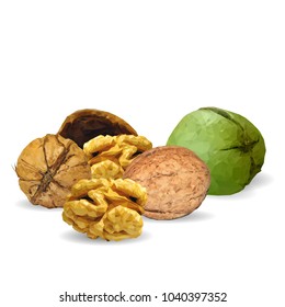 Fresh, nutritious, tasty walnut. Nuts ingredients in triangulation technique. Vector illustration. Nuts ingredients in triangulation technique. Walnut low poly.
