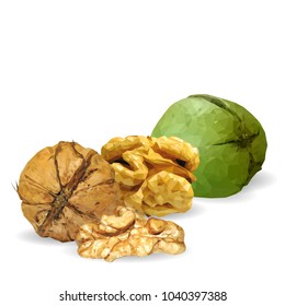 Fresh, nutritious, tasty walnut. Nuts ingredients in triangulation technique. Vector illustration. Nuts ingredients in triangulation technique. Walnut low poly.