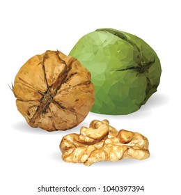 Fresh, nutritious, tasty walnut. Nuts ingredients in triangulation technique. Vector illustration. Nuts ingredients in triangulation technique. Walnut low poly.